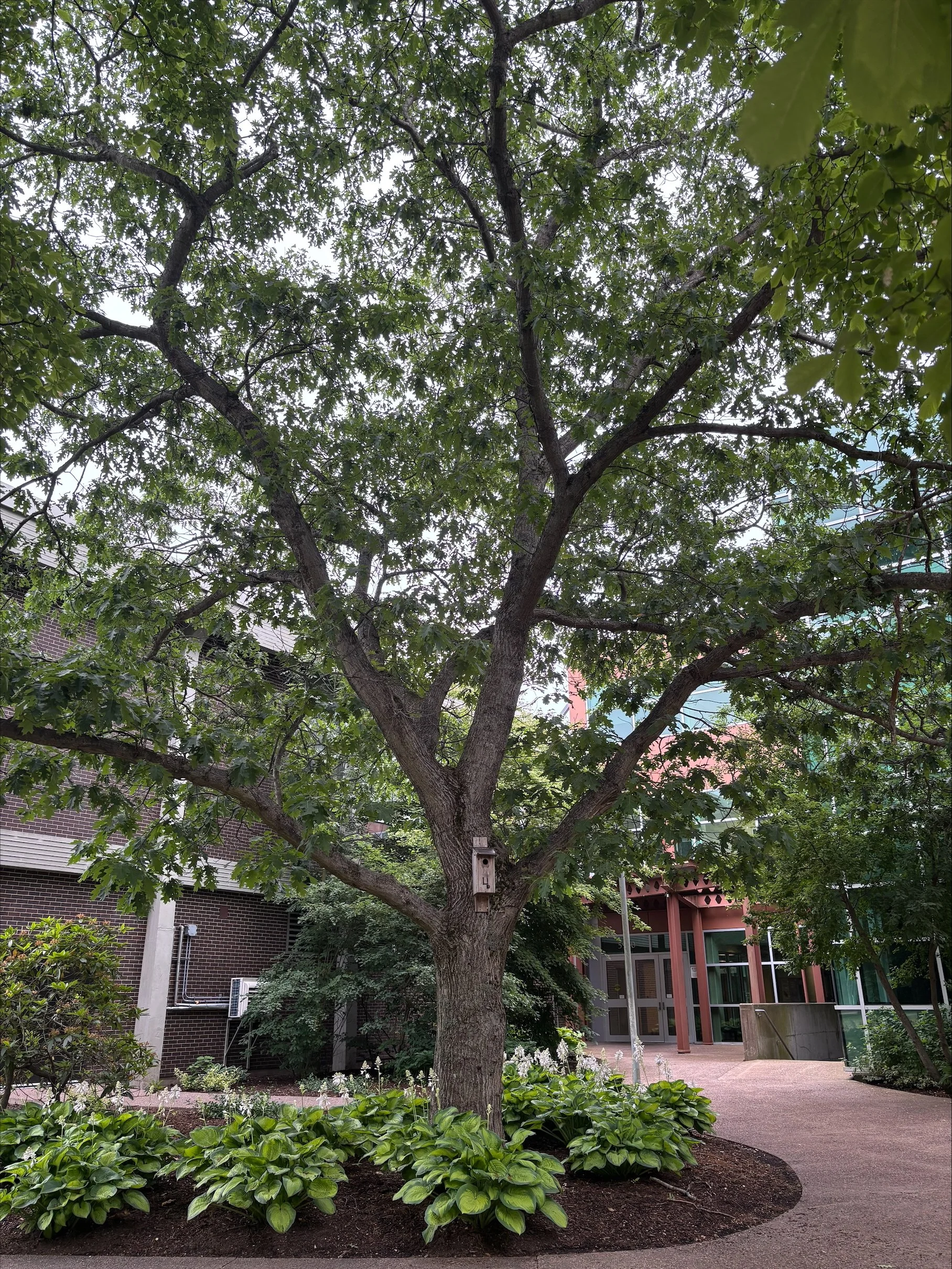 Northern Red Oak Quercus rubra
