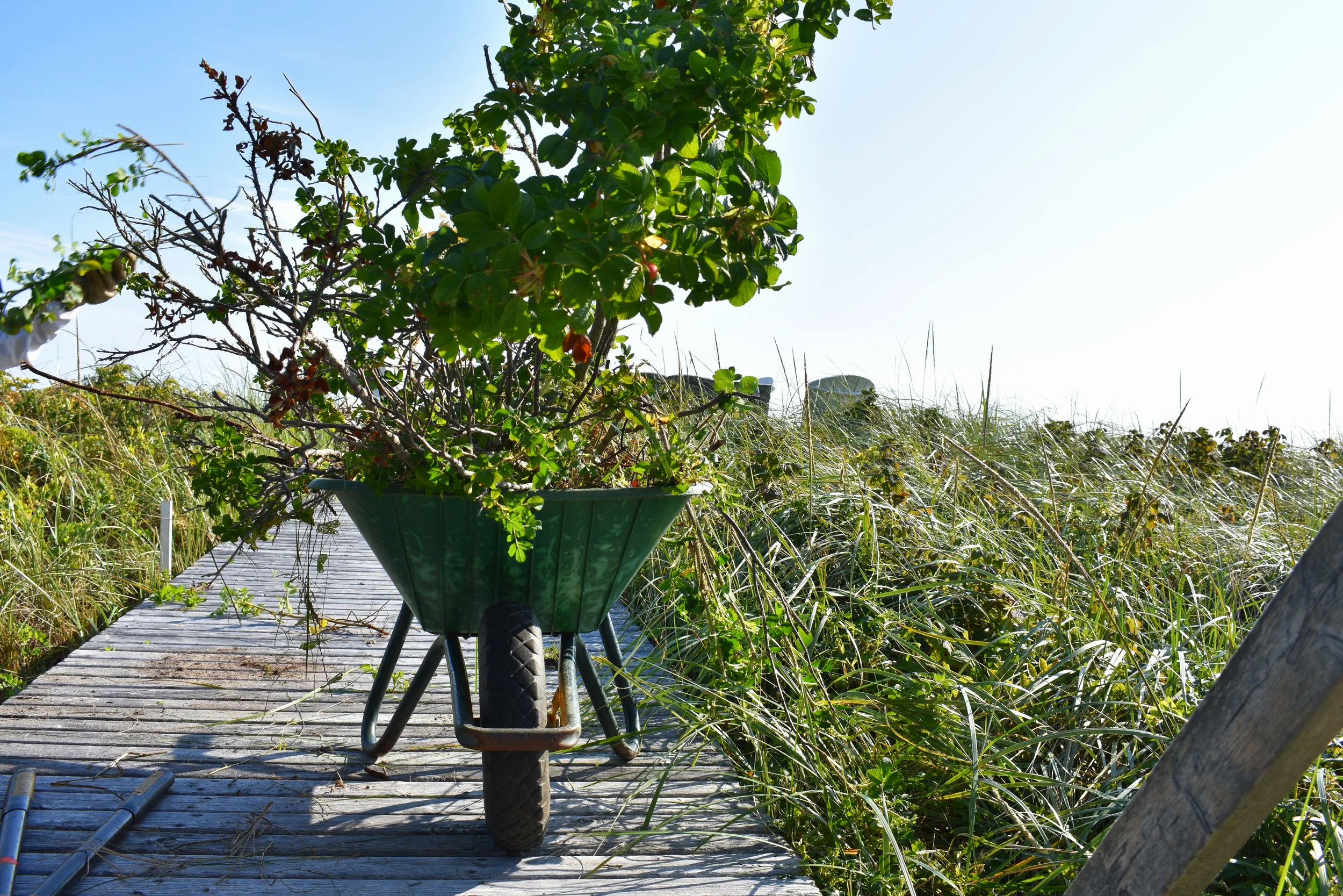  Kingsburg - Invasive Species Removal.  Credit: Kelly Umlah  