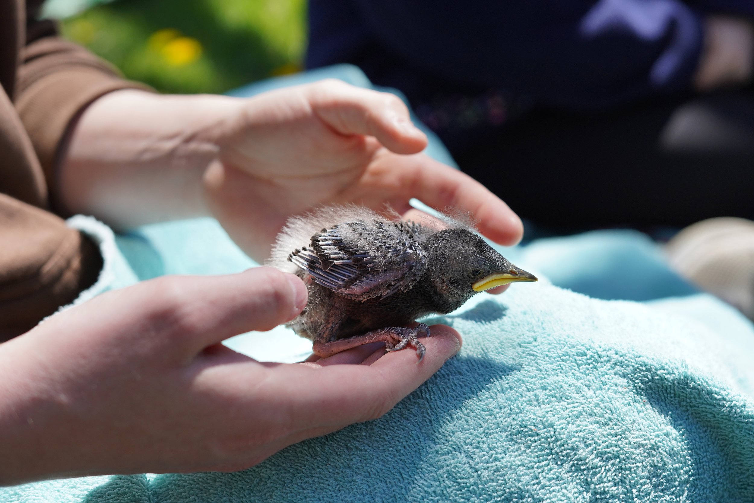  European starlings are banded and studied by biology students on SMU campus 