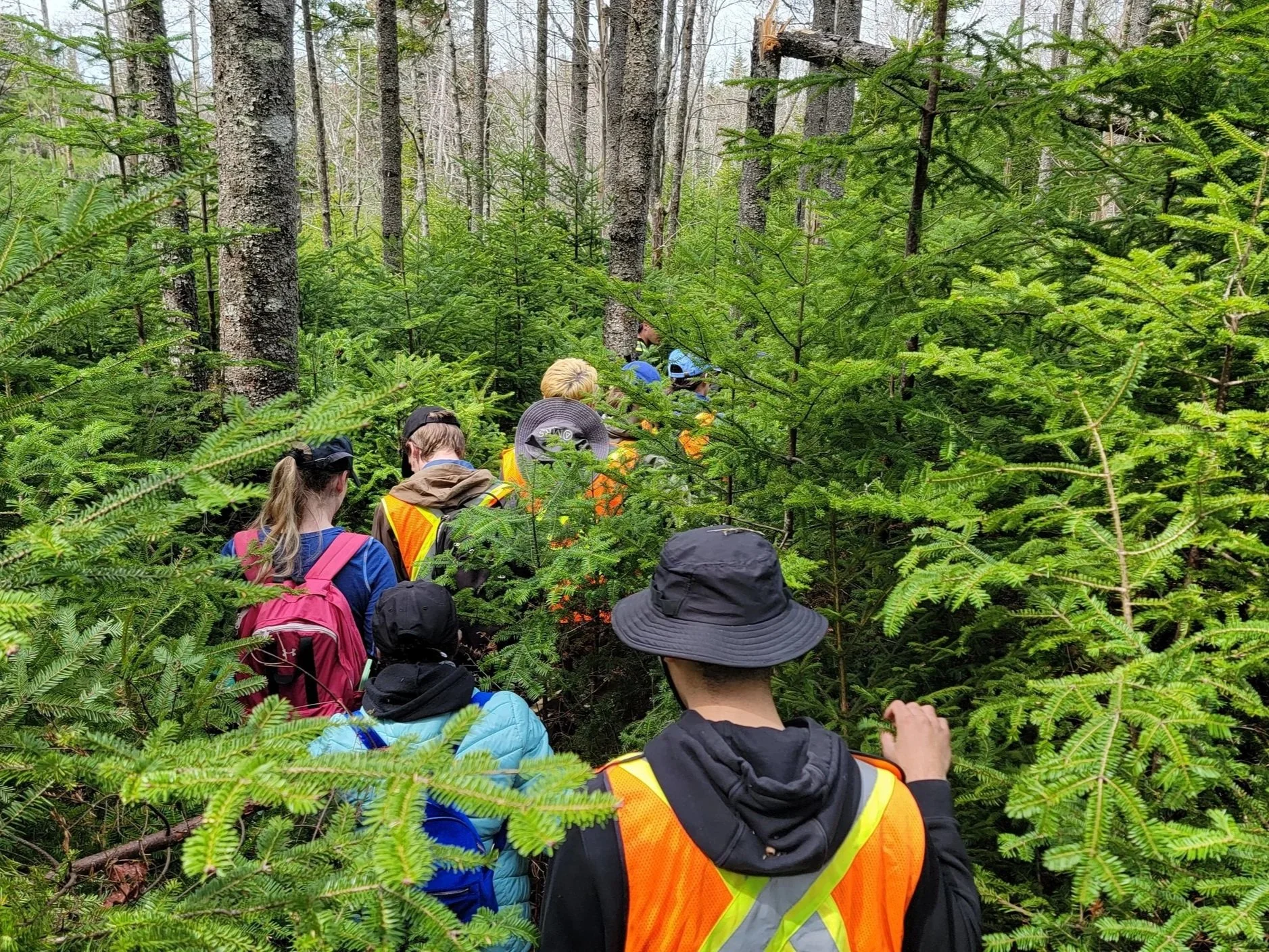 Students walk through the brush