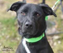 PetCo Adoption Drive