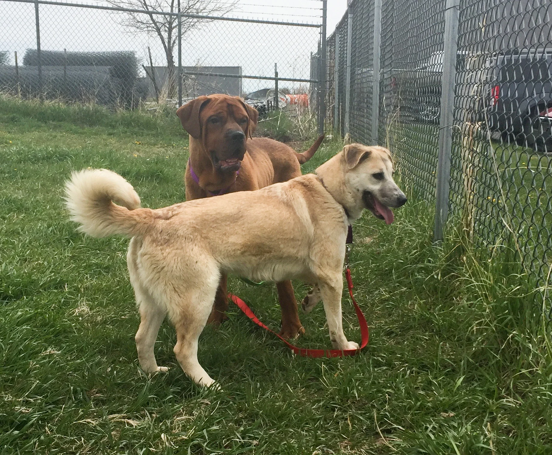 Norman (brown mastiff) and Tamela (tan husky mix) check out the play area at BDAR.