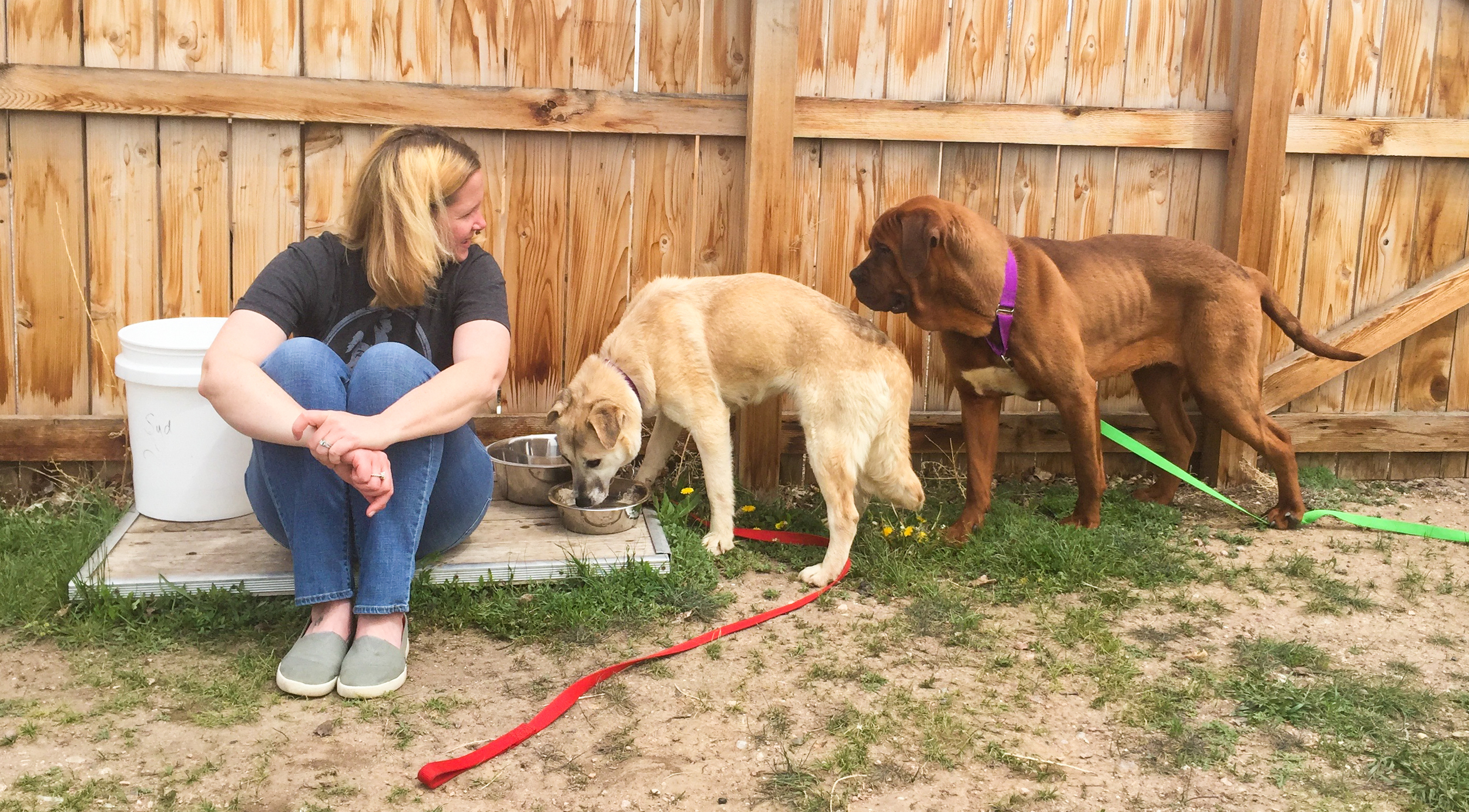 Black Dog Animal Rescue’s Director of Operations, Emilee Intlekofer, helps socialize the rescued dogs by observing them in a calming manner.