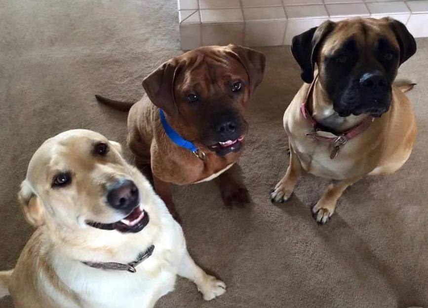Norman (center) and his new adopted canine siblings.