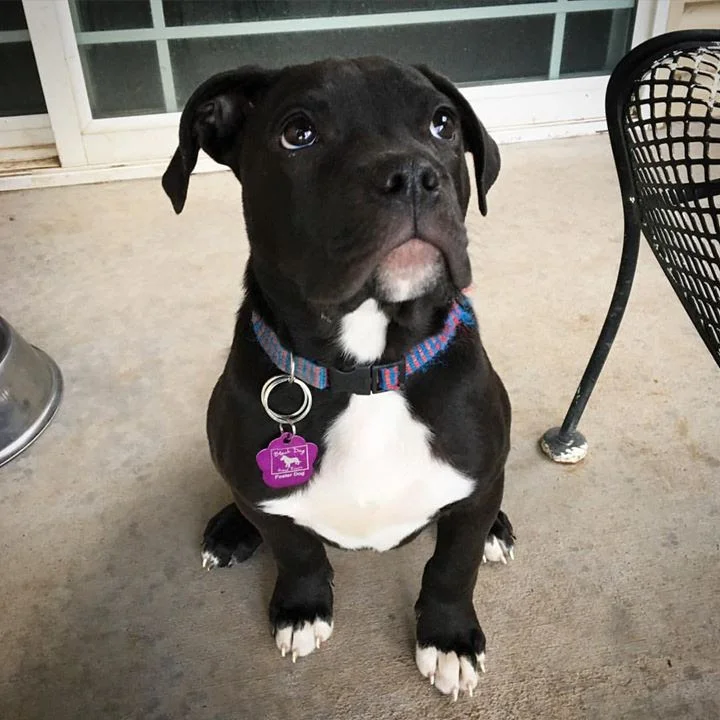 Summit, who has been adopted, was the 81st foster dog for Amy and Bryon Brockel.