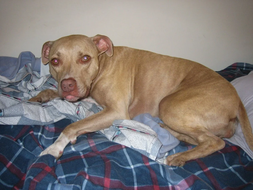 Honey - a dog as sweet as her name.