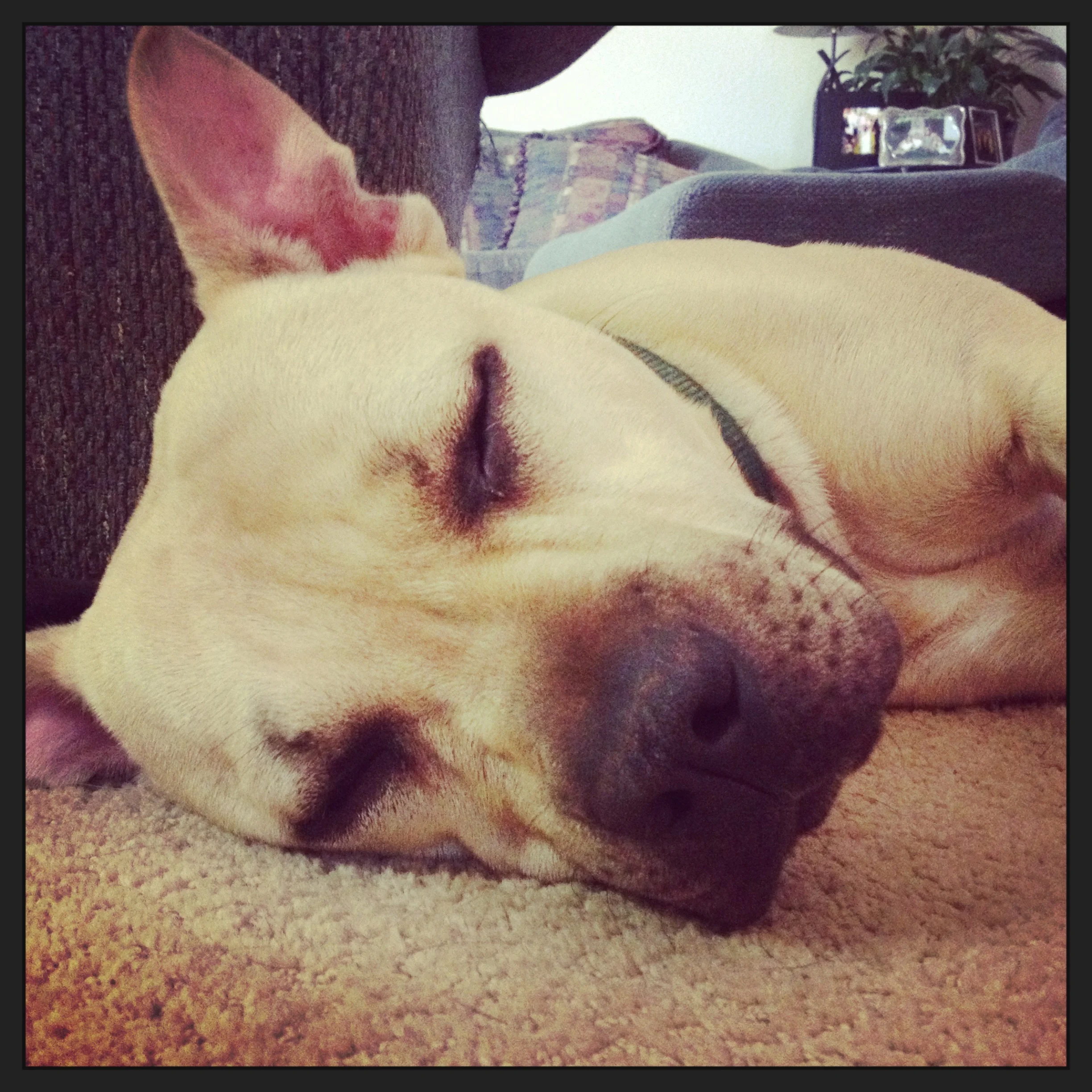 Molly's first fostered pit-bull.