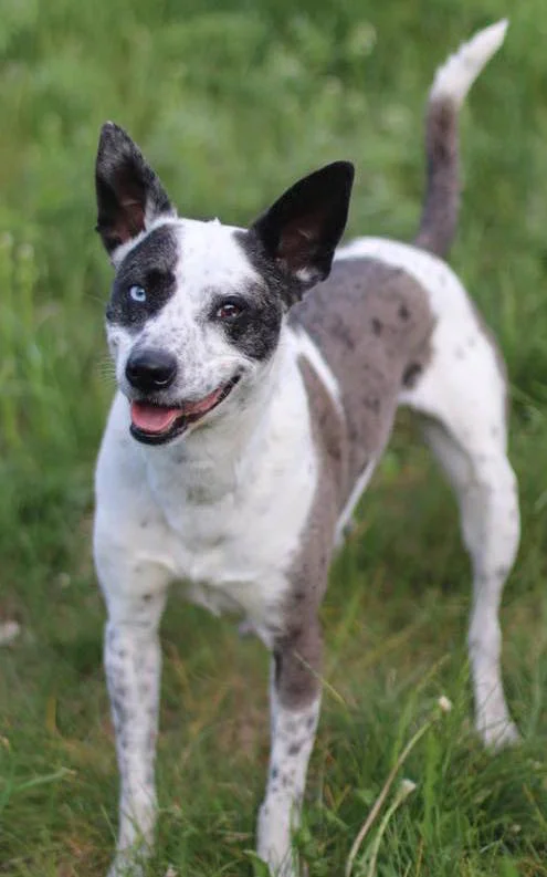 This is Kalypso, a 50% "pit bull" terrier