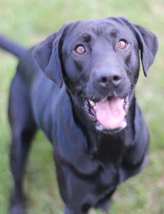 This is Taffy, who is only 25% labrador