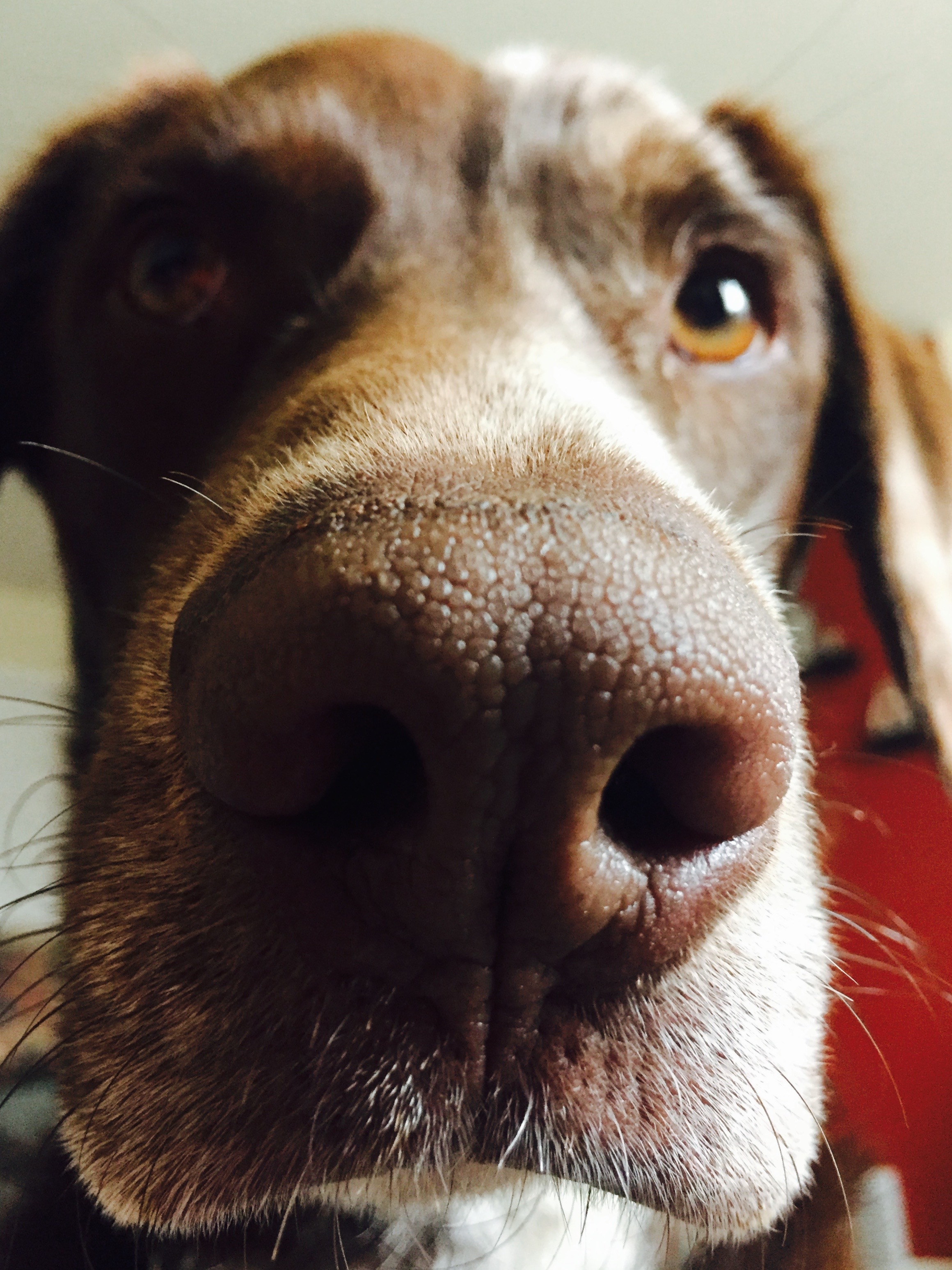 Harvey