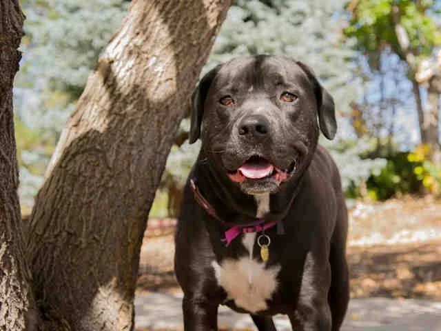 Luna... a dog who was running out of time and options.
