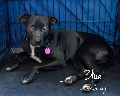 Blue is available for adoption, visit him by clicking on the ADOPT button at the top of our website.