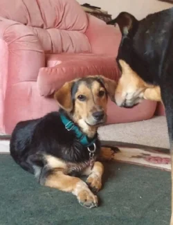 Clyde rests comfortably in his foster home. 