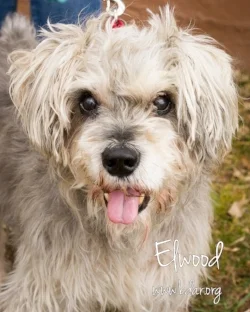 Elwood gets around great on three legs, but we aren't yet sure why it's necessary. 