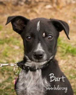 That little spot near his eye is one of the places where Bart is shwoing signs of ringworm, a fungal infection in the skin. 