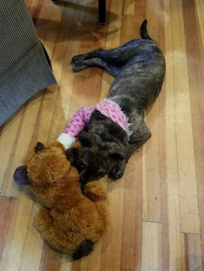 Angel very much enjoys her toys, she often takes one with her wherever she goes!