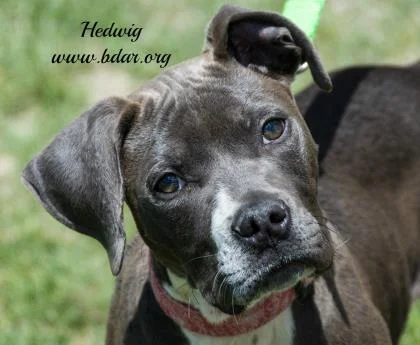 Adorable puppies like Hedwig here are at the age when socialization is crucial.