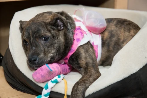 Angel sports her "jet pack" as we came to call it. Despite all of the bandaging, she was able to move around and play very well during this time. 