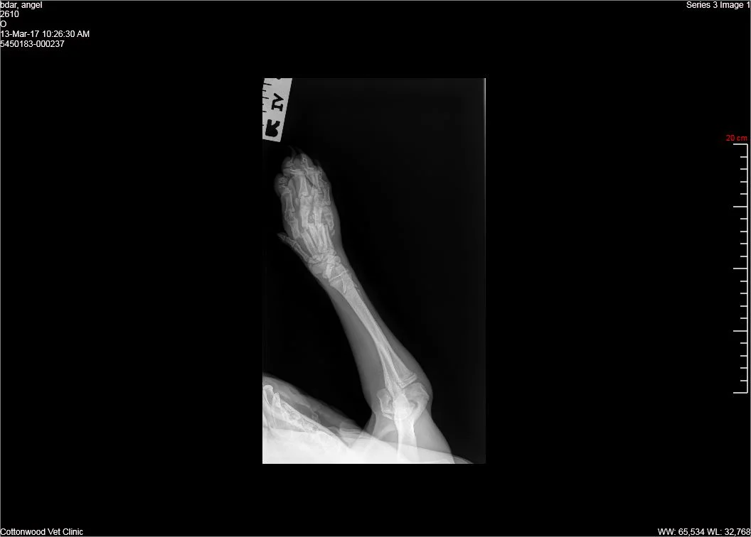 Radiograph showing Angel's right front paw prior to surgery