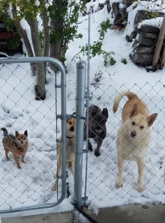 Angel at home with her brothers, Doug, Fritz, and Dingo.