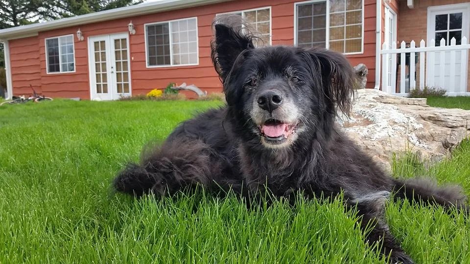 Kajsa... the dog that started it all.