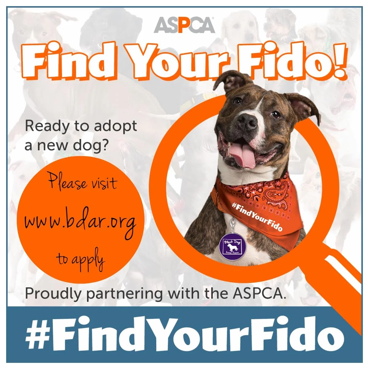 National Adopt a Shelter Dog Month #FindYourFido
