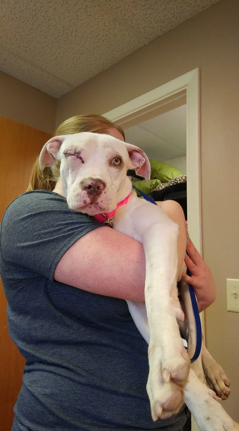 “Adoptable” Pets
