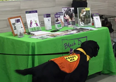 BDAR Dogs_PetSmart.jpg