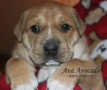 Casper Petco Adoption Drive