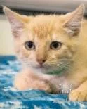 Casper PetSmart Adoption Drive