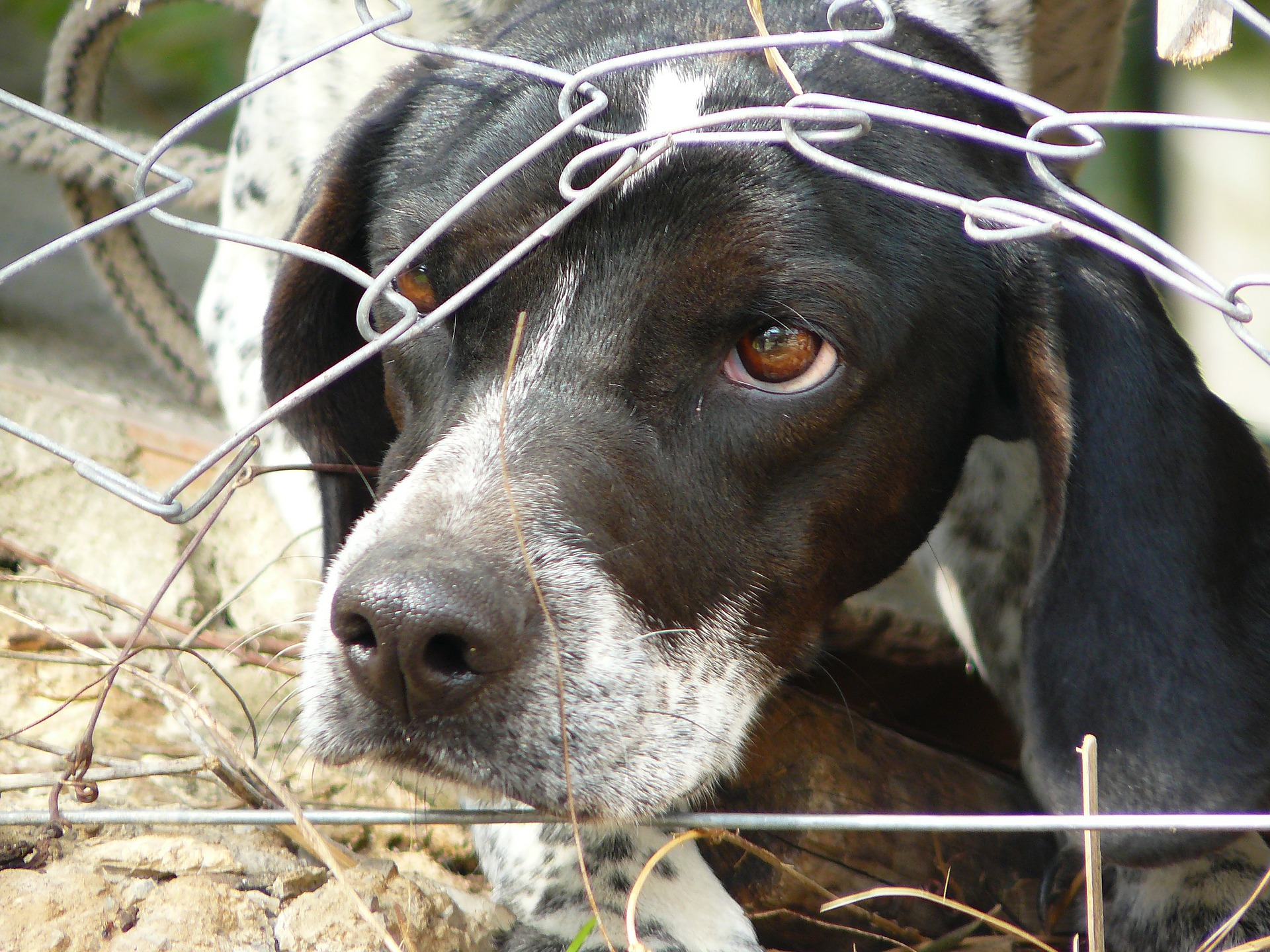 Do you suspect animal cruelty? — Black Dog Animal Rescue