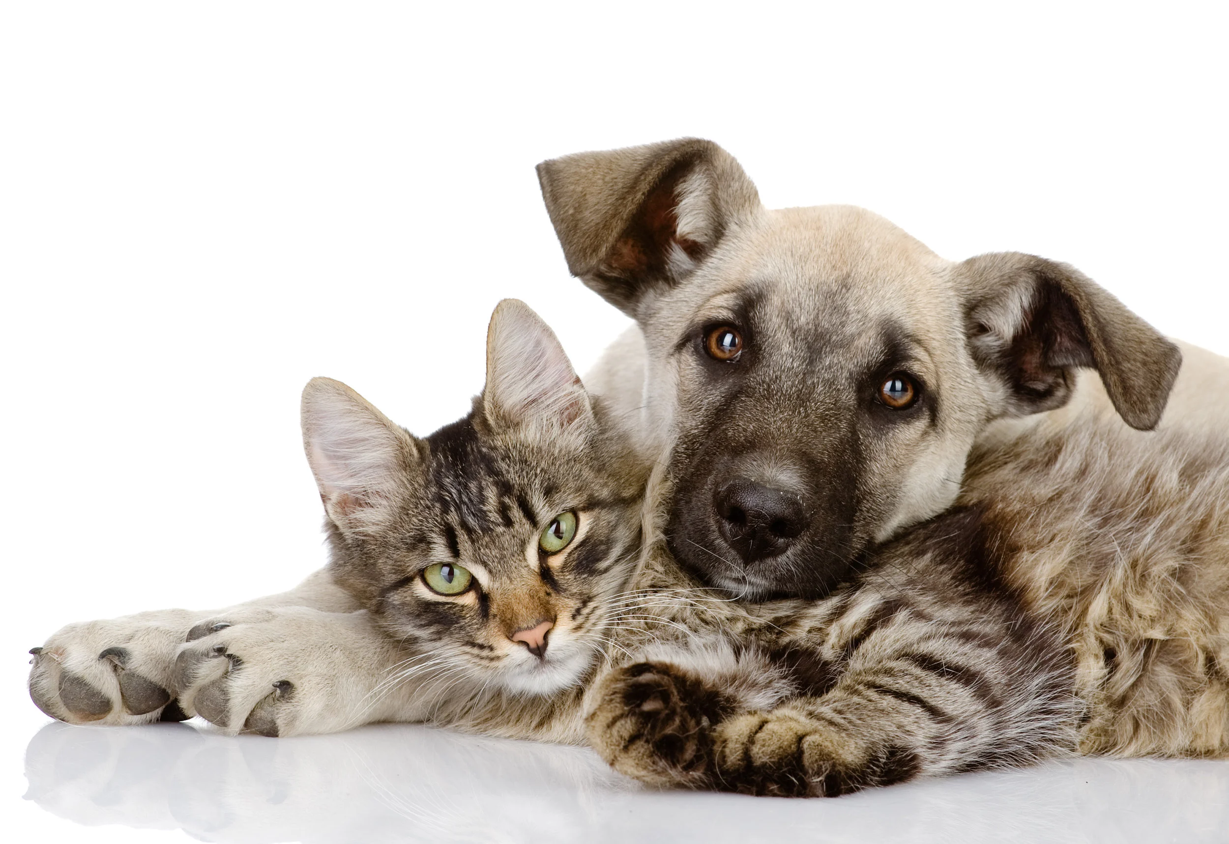 Fotolia_54251941_Subscription_Monthly_L.jpg