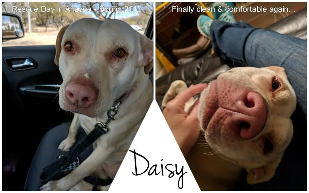 DaisyRescue.jpg