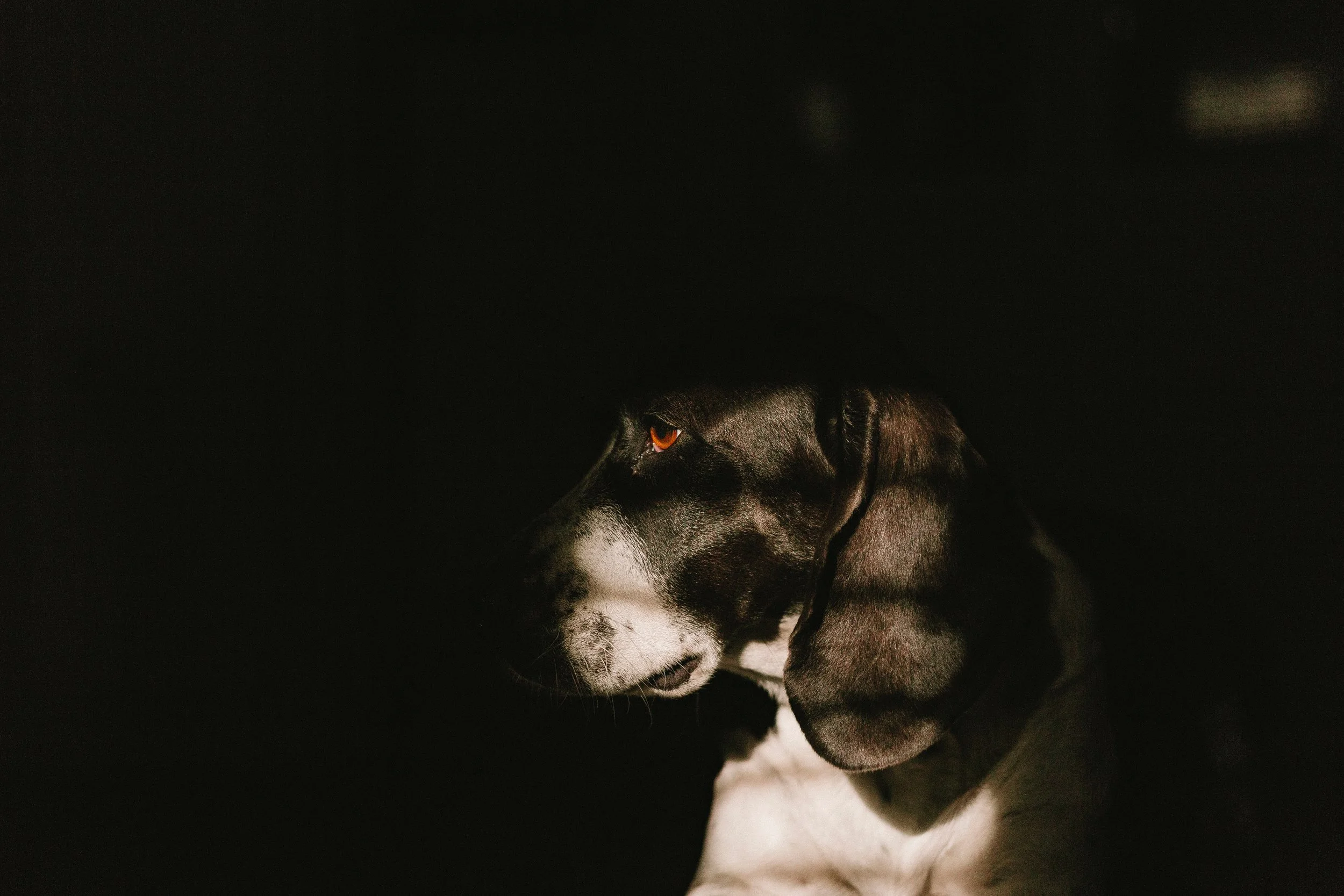 cesar-cardoso-570940-unsplash.jpg