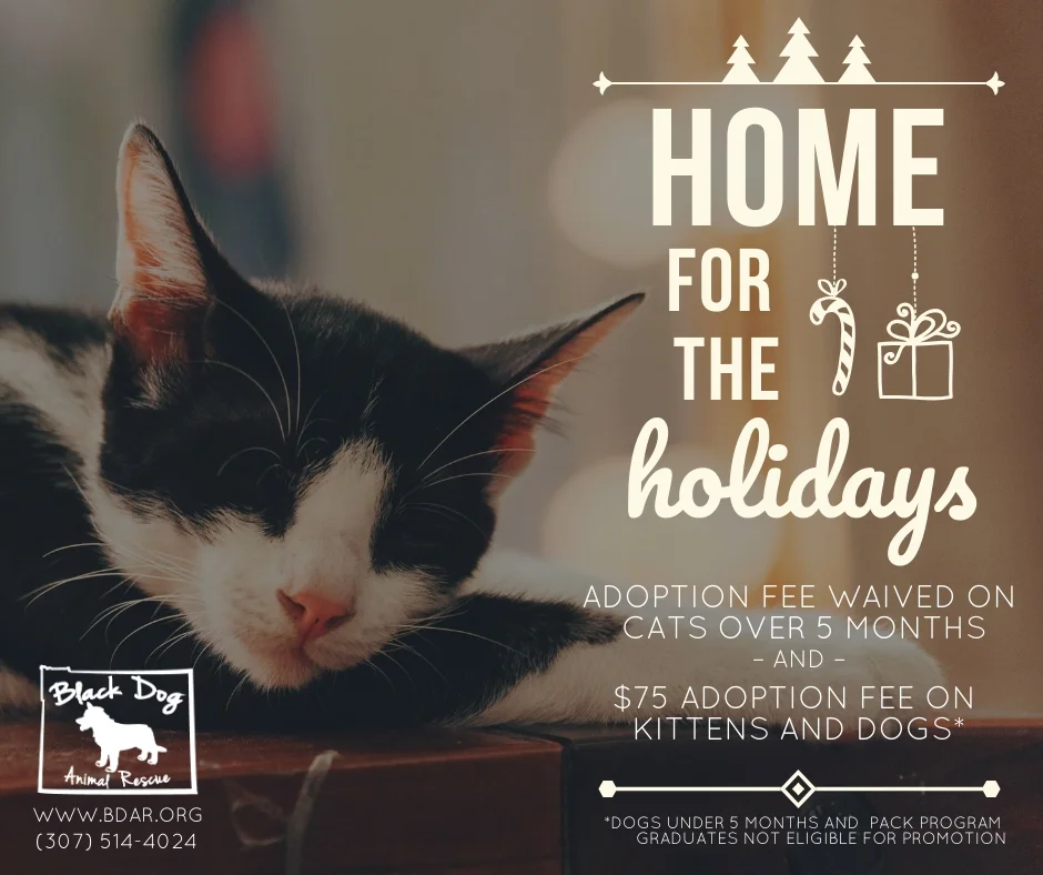 Home for the Holidays Adoption Promotion