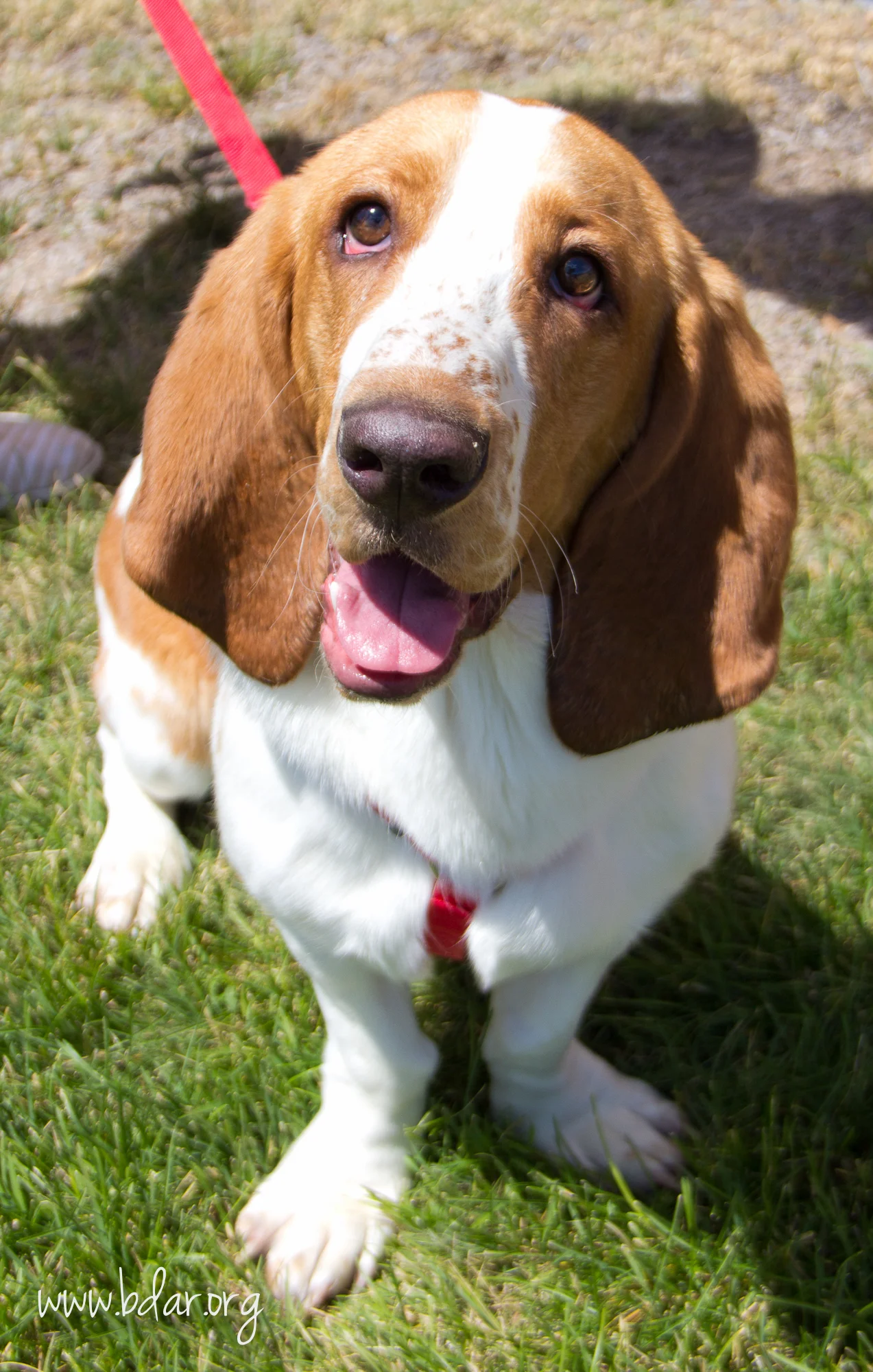 Bree, is one of the dogs that found a new home through the PASS Program.
