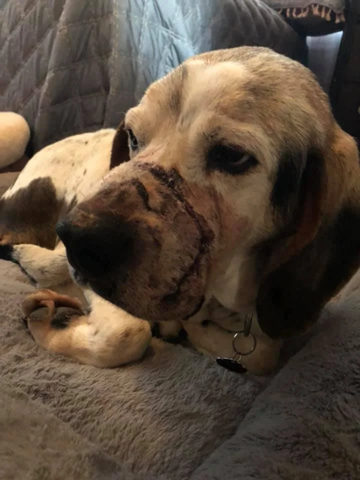Trapper, post-surgery.