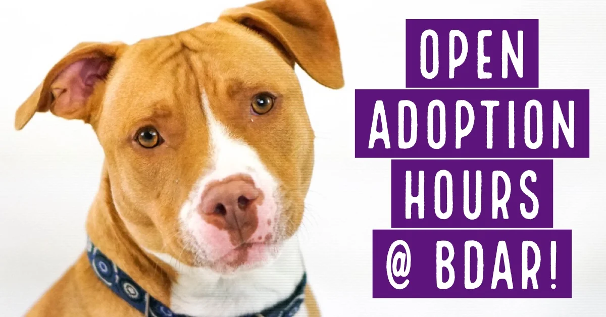 Open Adoption Hours