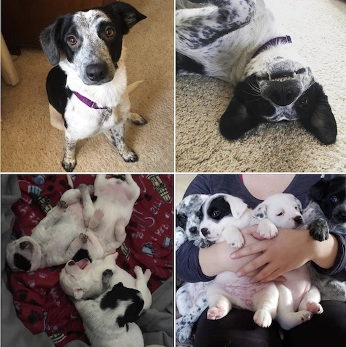 Isabelle and her puppies