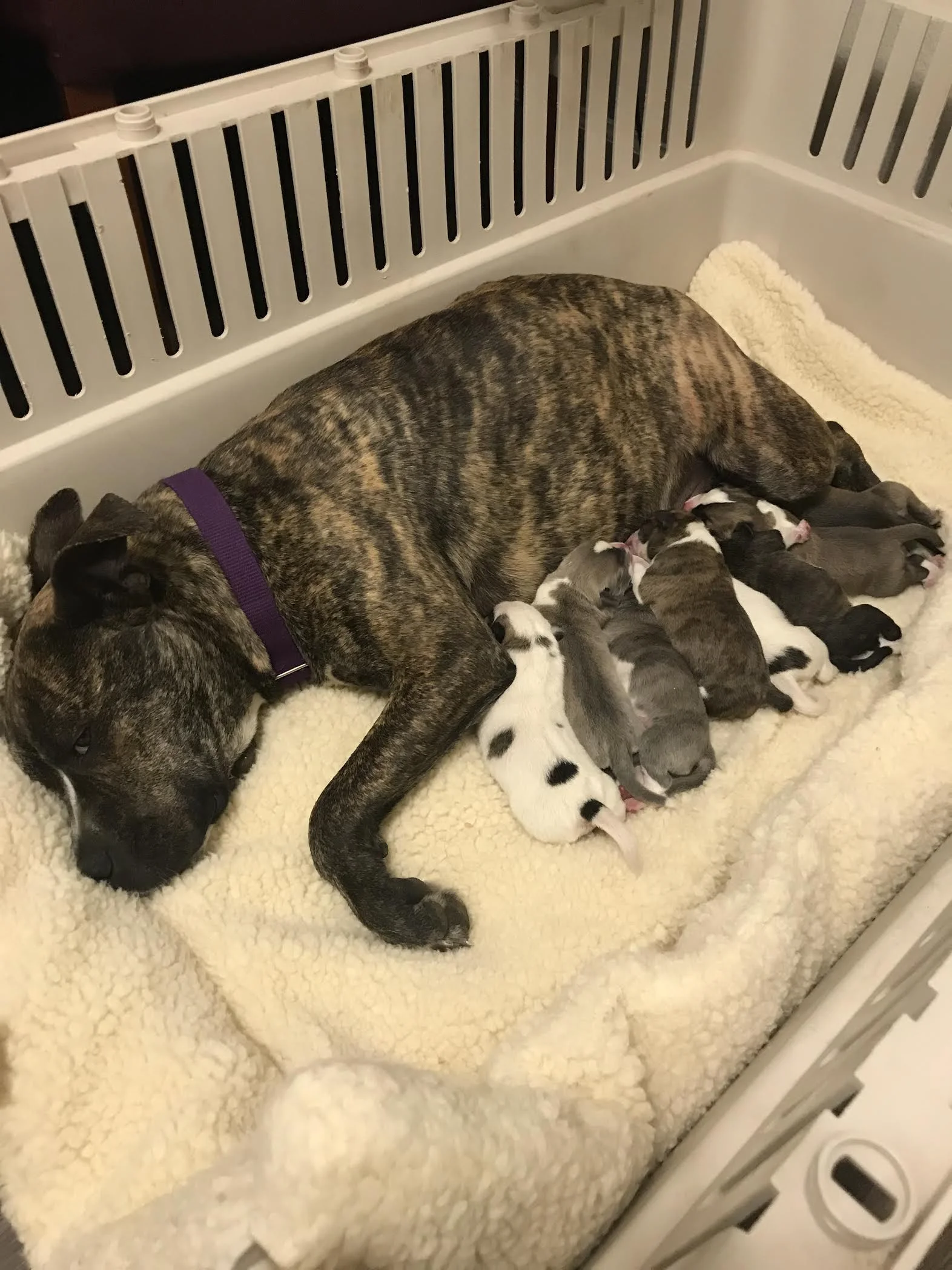 Winnie and her babies