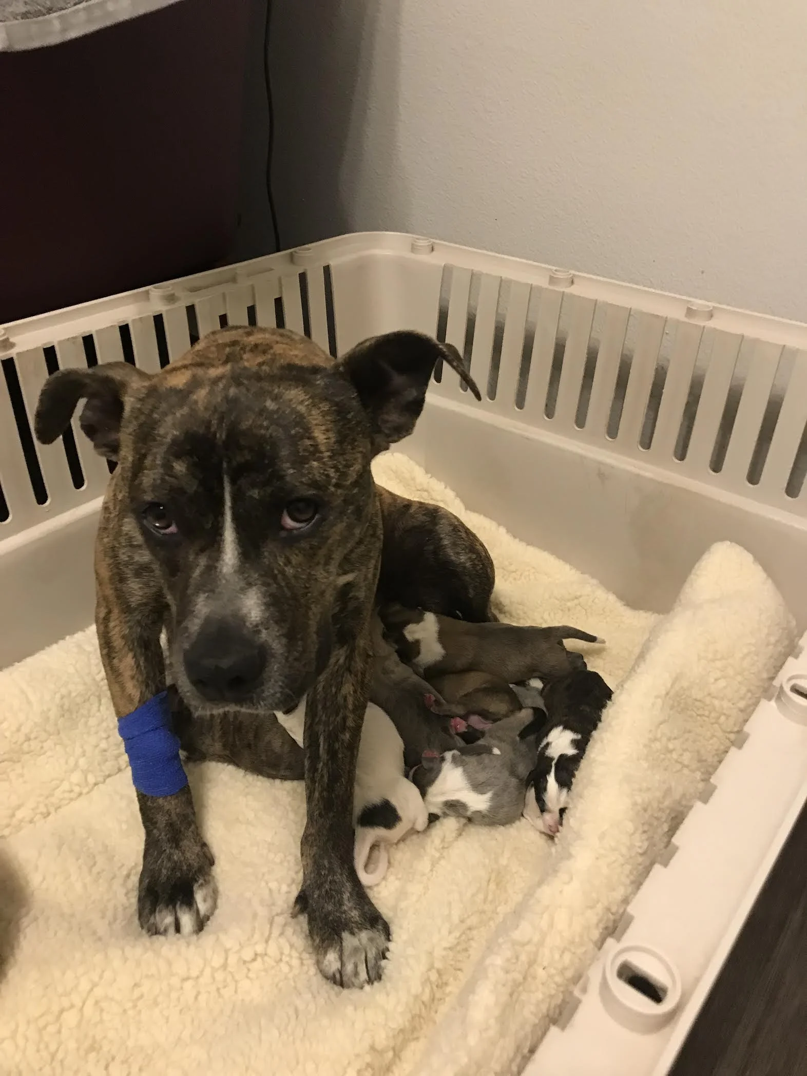 Winnie is one good momma, despite being a puppy herself.