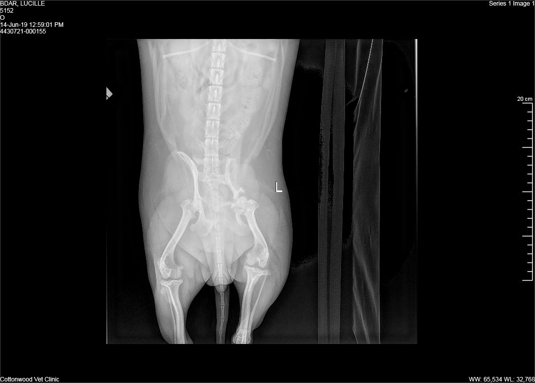 Pelvis and femurs