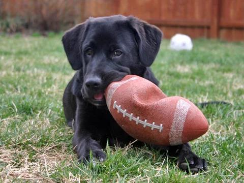 mouthful-of-football1.jpg