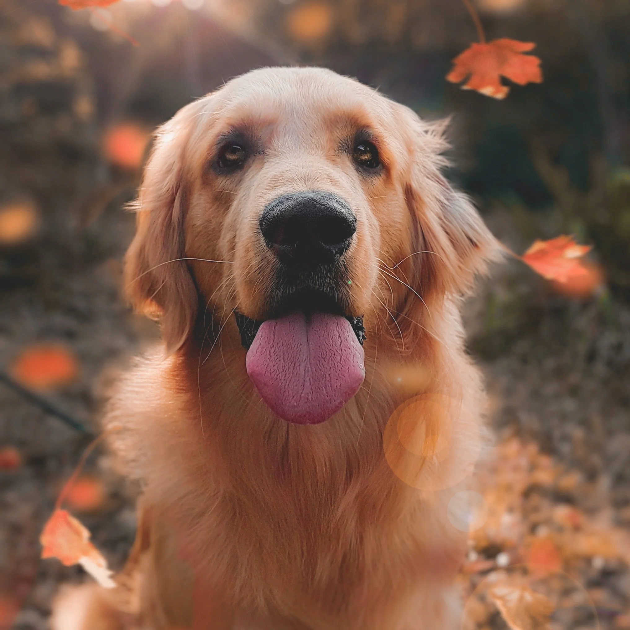Cheyenne Fall Fest Booth