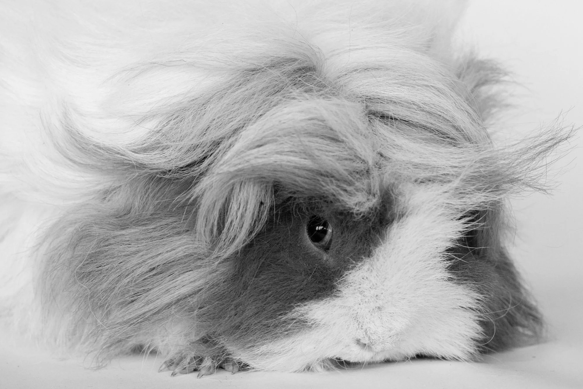 Little Sweetnose