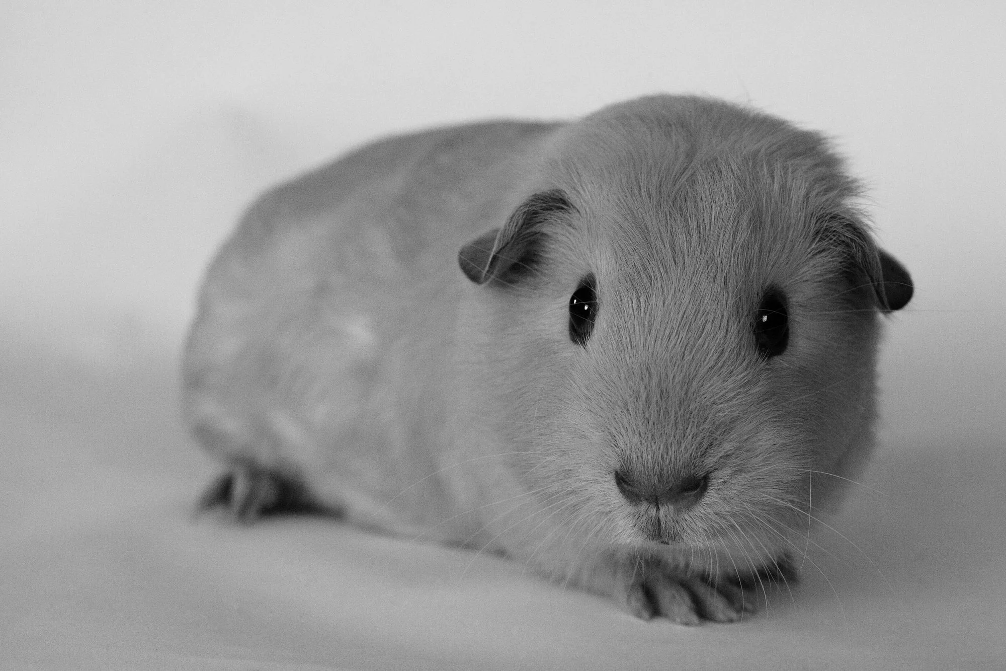 Mr. Innocence