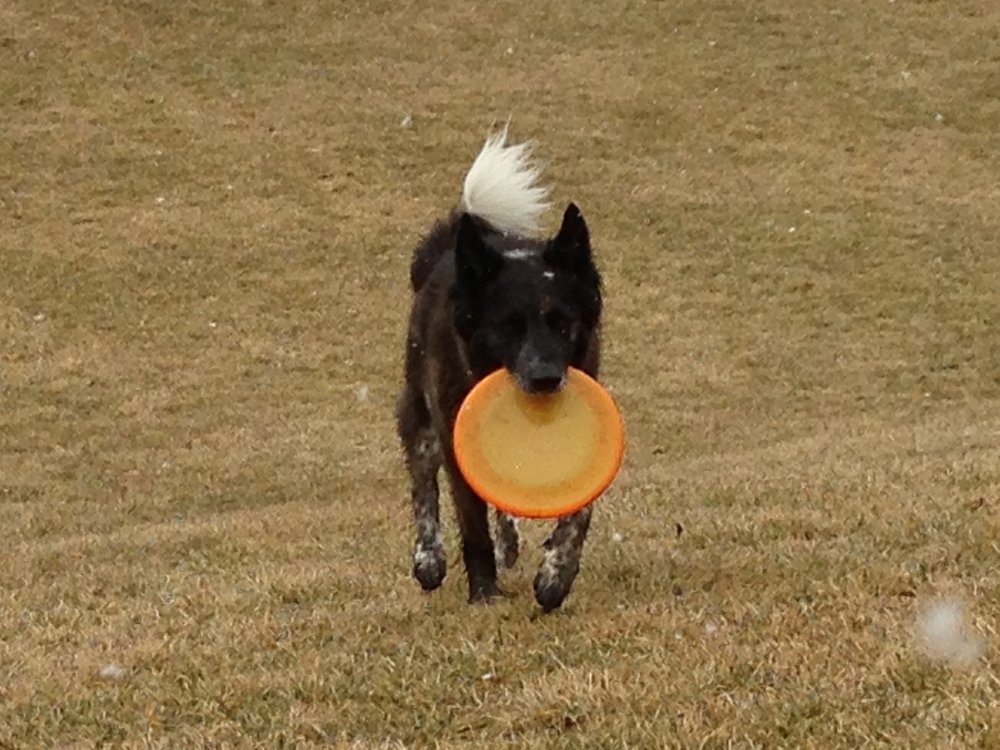 Fred - frisbee 2.jpg