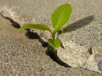 plant in concrete.jpg