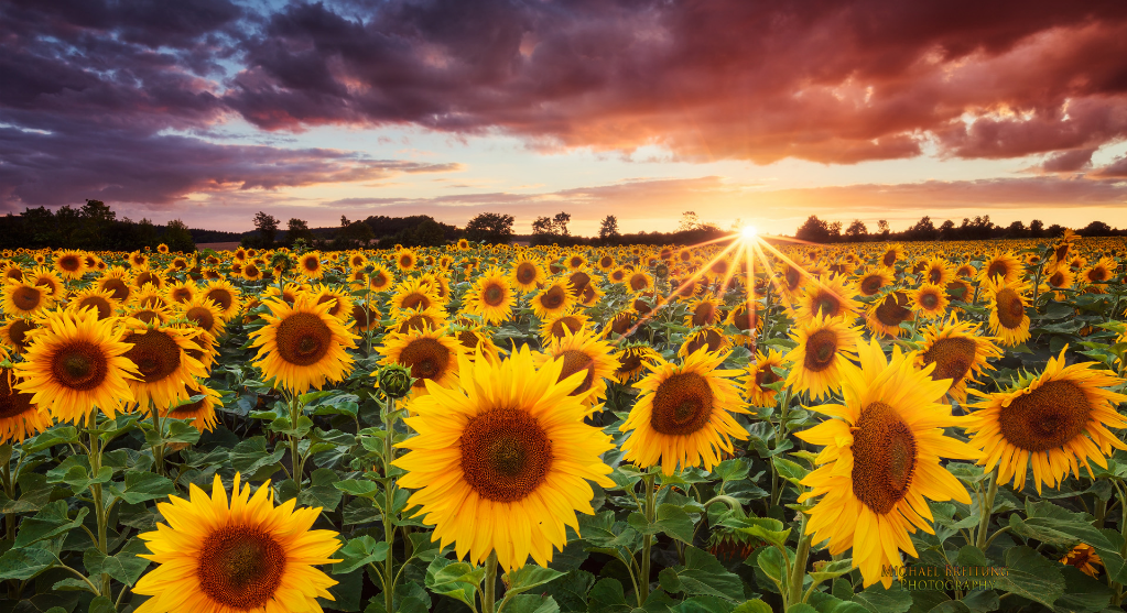 Sunflower.png