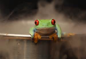 frog on edge of pot.jpg